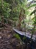 5.31  Jungle Tours