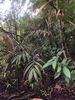 5.34 Jungle Tours