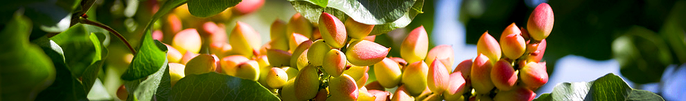 UCCE Statewide Pistachio Day 2025 Exhibitor