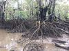 5.33 Jungle Tours