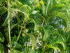 2.1 Botanical Gardens