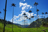 4.3 Valley de Cocora