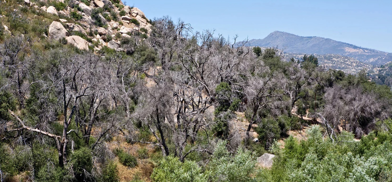 2024 Goldspotted Oak Borer Symposium