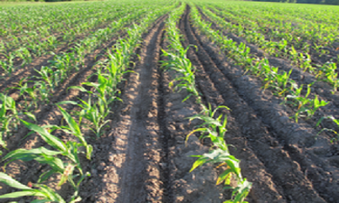 2024 No-Till and Cover Crop Conference