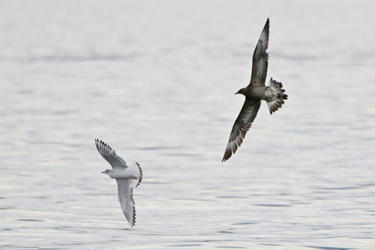 Birding on the Marcelle Melosira