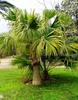 2.3 Botanical Gardens