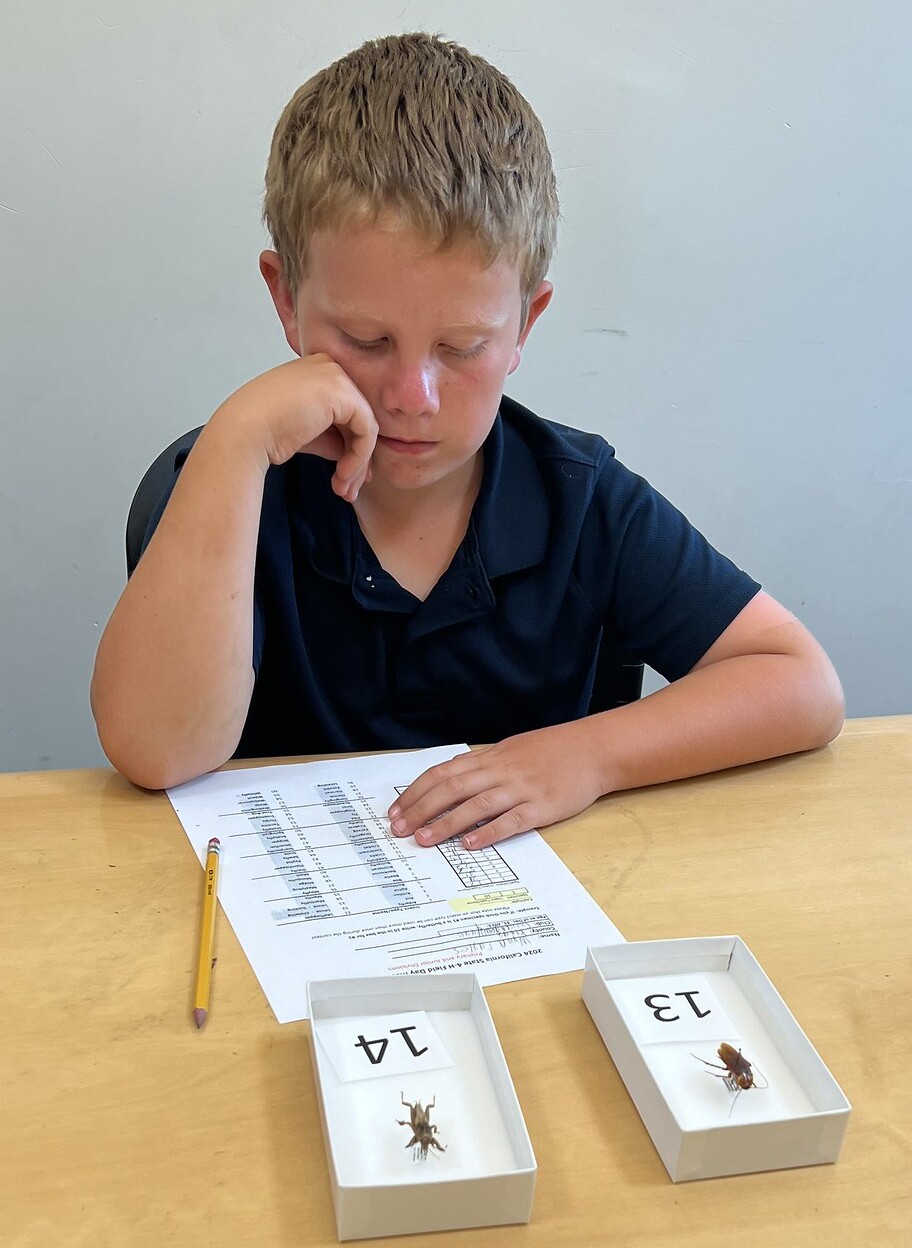 Youth member looks at bugs and completes Insect ID Contest