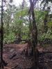 5.41 Jungle Tours